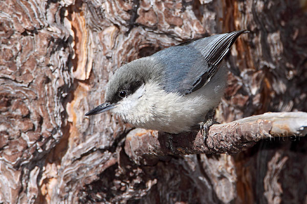 Pygmy Nuthatch © Russ Chantler